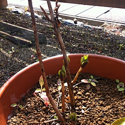 芽吹きサムネイル